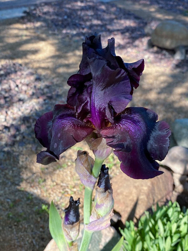 Dark Purple Iris